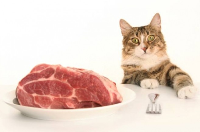 Чем кормить кошку: готовый корм или натуральное питание? - «Советы Хозяйке»