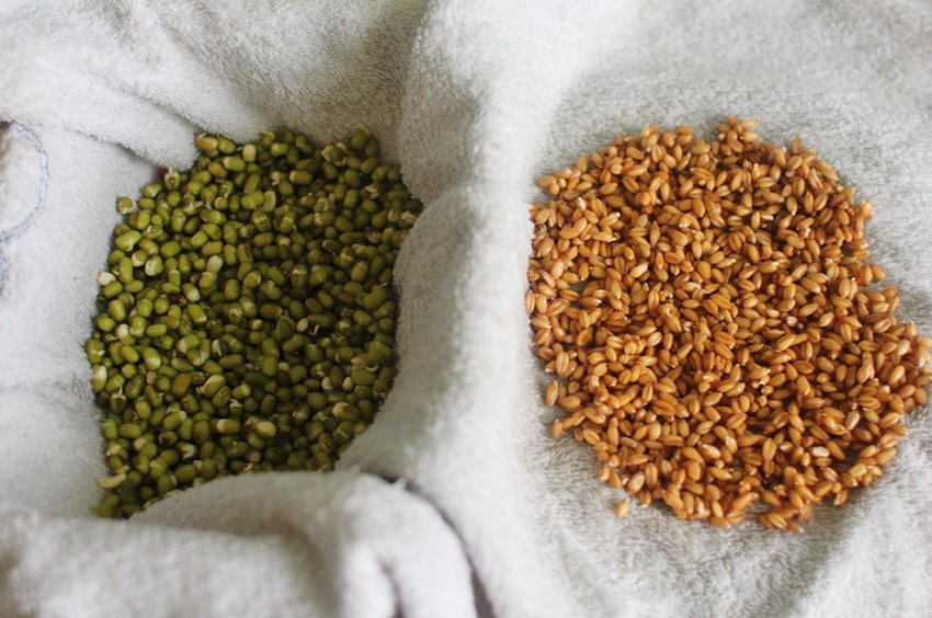 Как правильно проращивать зерна и прочие семена - «Советы Хозяйке»