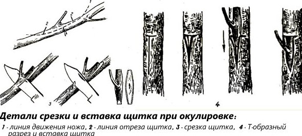 Как привить деревья весной: основные методы и схемы - «Советы Хозяйке»