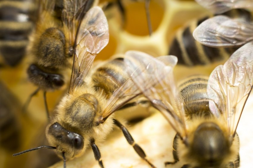 Пчеловодство для начинающих: полезные советы - «Советы Хозяйке»
