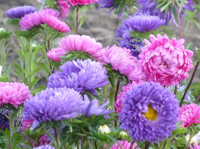 Садоводу на заметку: цветы, которые роскошно цветут осенью - «Советы Хозяйке»
