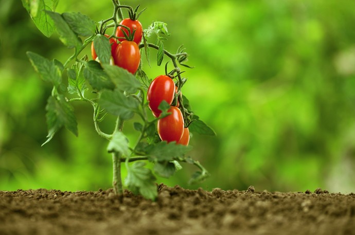 Подзимняя посадка томатов - лайфхак ленивого огородника - «Советы Хозяйке»