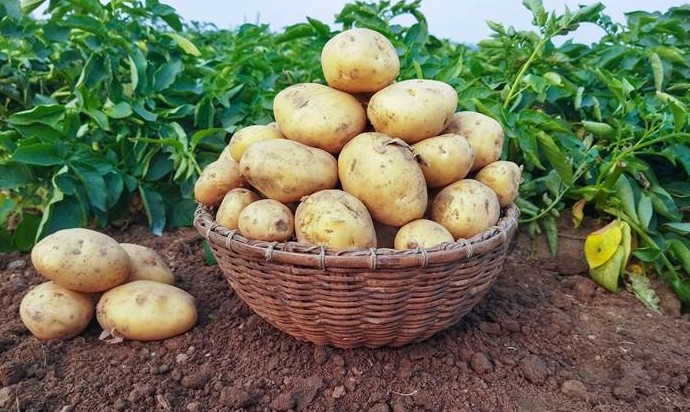 Посадка картофеля в апреле 2022 года - «Сад и огород»
