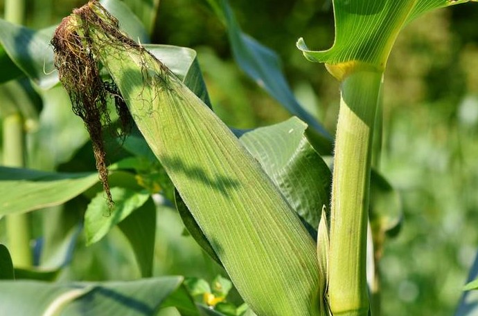 Посадка кукурузы в июне 2022 года - «Сад и огород»