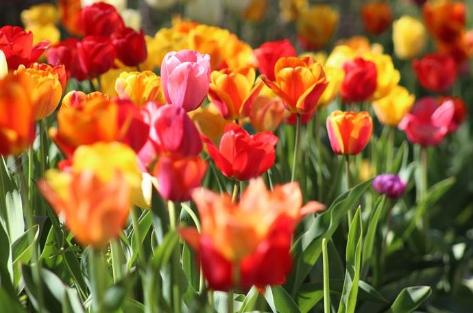 Посадка тюльпанов весной 2023 года - «Сад и огород»