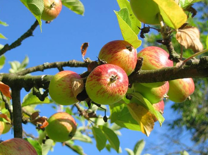 Обрезка яблони в августе 2023 года - «Сад и огород»