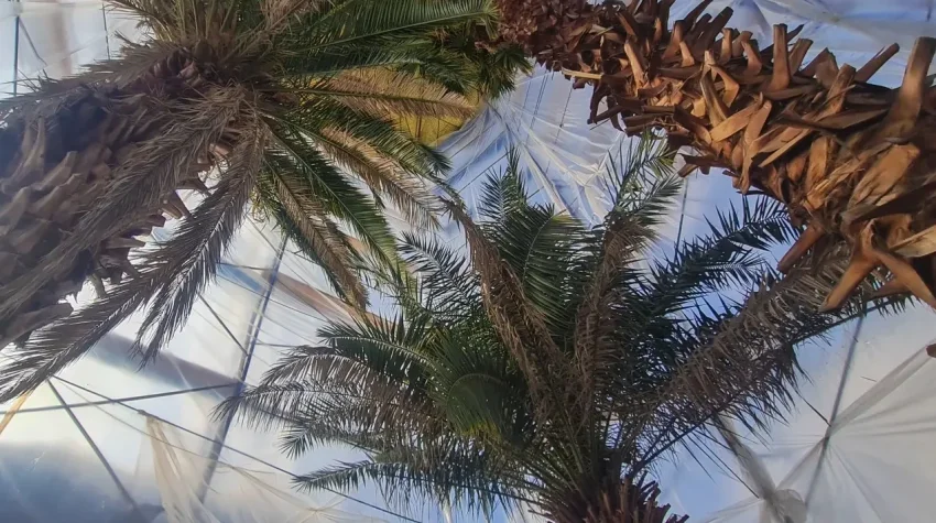 Пальмы под плёнкой. Как оранжерея Ботанического сада Алматы четвёртую зиму выживает в режиме ЧС - «Уют и комфорт»