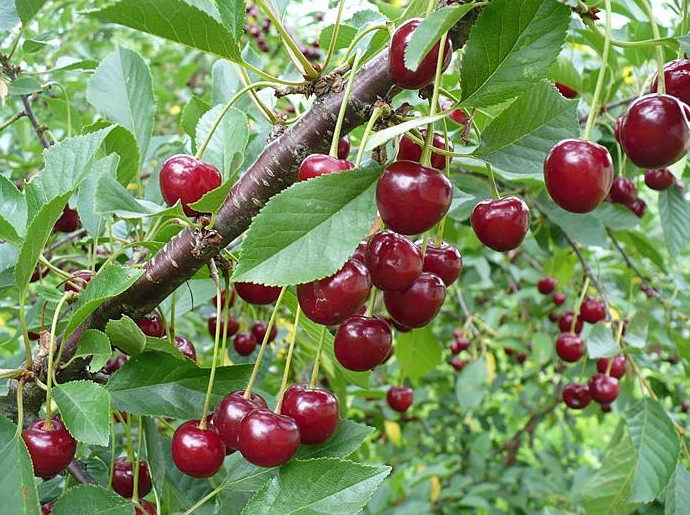 Выращивание вишни: советы эксперта по посадке и уходу - «Сад и огород»